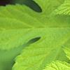 Humulus lupulus 'Aureus', leaves