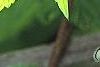 Humulus lupulus 'Aureus', leaves
