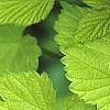 Humulus lupulus 'Aureus', leaves