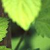 Humulus lupulus 'Aureus', leaves