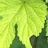 Humulus lupulus 'Aureus', leaves
