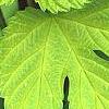 Humulus lupulus 'Aureus', leaves