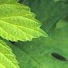 Humulus lupulus 'Aureus', leaves