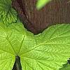 Humulus lupulus 'Aureus', leaves