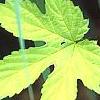 Humulus lupulus 'Aureus', leaves