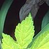 Humulus lupulus 'Aureus', leaves