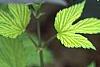 Humulus lupulus 'Aureus', leaves