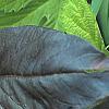 Humulus lupulus 'Aureus', leaves