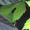 Humulus lupulus 'Aureus', leaves
