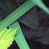 Humulus lupulus 'Aureus', leaves