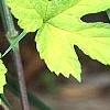 Humulus lupulus 'Aureus', leaves