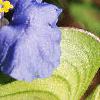 Commelina erecta, flowers