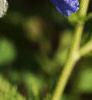 Commelina erecta, flowers