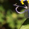 Commelina erecta, flowers