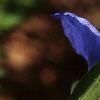 Commelina erecta, flowers