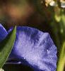 Commelina erecta, flowers