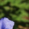 Commelina erecta, flowers