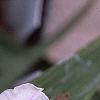 Tradescantia x andersoniana 'Bilberry Ice', flowers