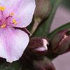 Tradescantia x andersoniana 'Bilberry Ice', flowers