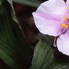 Tradescantia x andersoniana 'Bilberry Ice', flowers