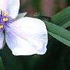 Tradescantia x andersoniana 'Bilberry Ice', flowers