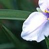Tradescantia x andersoniana 'Bilberry Ice', flowers