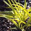Tradescantia x andersoniana 'Sweet Kate', habit