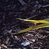 Tradescantia x andersoniana 'Sweet Kate', habit