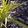Tradescantia x andersoniana 'Sweet Kate', habit