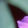 Tradescantia bracteata, flowers