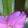 Tradescantia bracteata, flowers