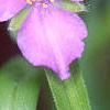 Tradescantia bracteata, flowers