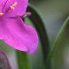 Tradescantia x andersoniana 'Concord Grape', flowers