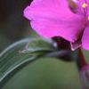 Tradescantia x andersoniana 'Concord Grape', flowers