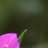 Tradescantia x andersoniana 'Concord Grape', flowers