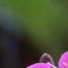 Tradescantia x andersoniana 'Concord Grape', flowers