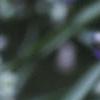 Tradescantia ohiensis, flowers