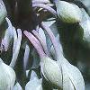 Tradescantia ohiensis, flowers