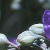 Tradescantia ohiensis, flowers