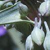 Tradescantia ohiensis, flowers