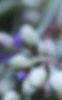 Tradescantia ohiensis, flowers