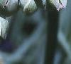 Tradescantia ohiensis, flowers