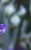 Tradescantia ohiensis, flowers