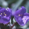 Tradescantia ohiensis, flowers
