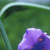 Tradescantia ohiensis, flowers