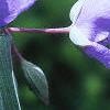 Tradescantia ohiensis, flowers