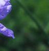 Tradescantia ohiensis, flowers
