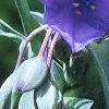 Tradescantia ohiensis, flowers