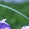 Tradescantia ohiensis, flowers