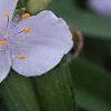 Tradescantia 'Osprey', flowers